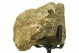 Fossil Triceratops Limb Section w/ Metal Stand - South Dakota #383113-2